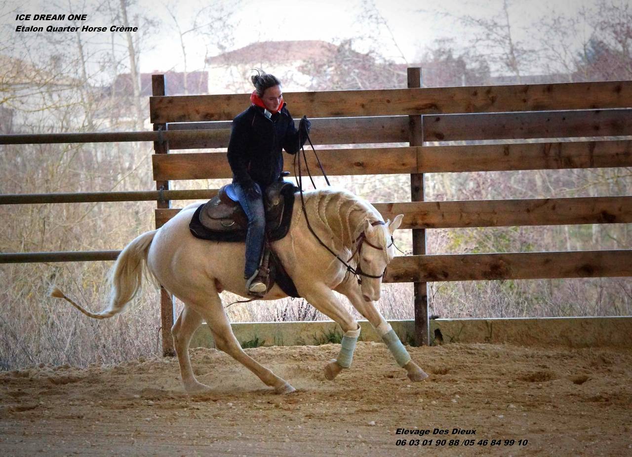 ICE DREAM ONE  - Quarter Horse 2011 ,  MR TUFFEASY SMOKE