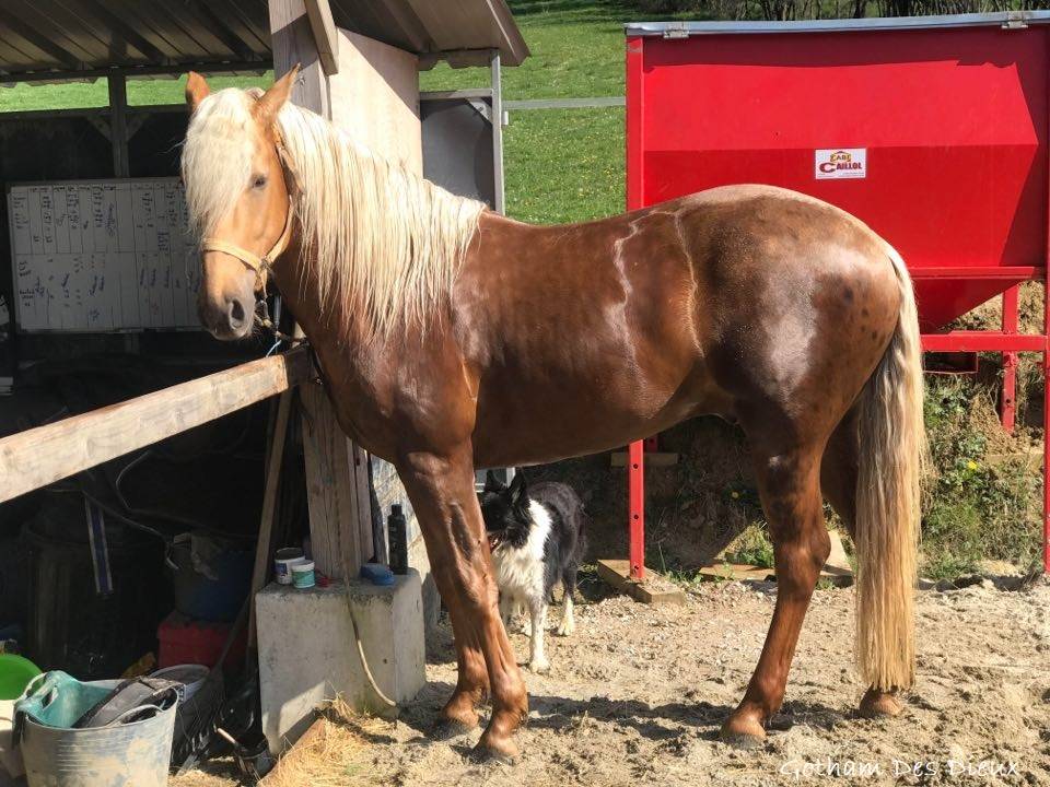 ICE DREAM ONE  - Quarter Horse 2011 ,  MR TUFFEASY SMOKE
