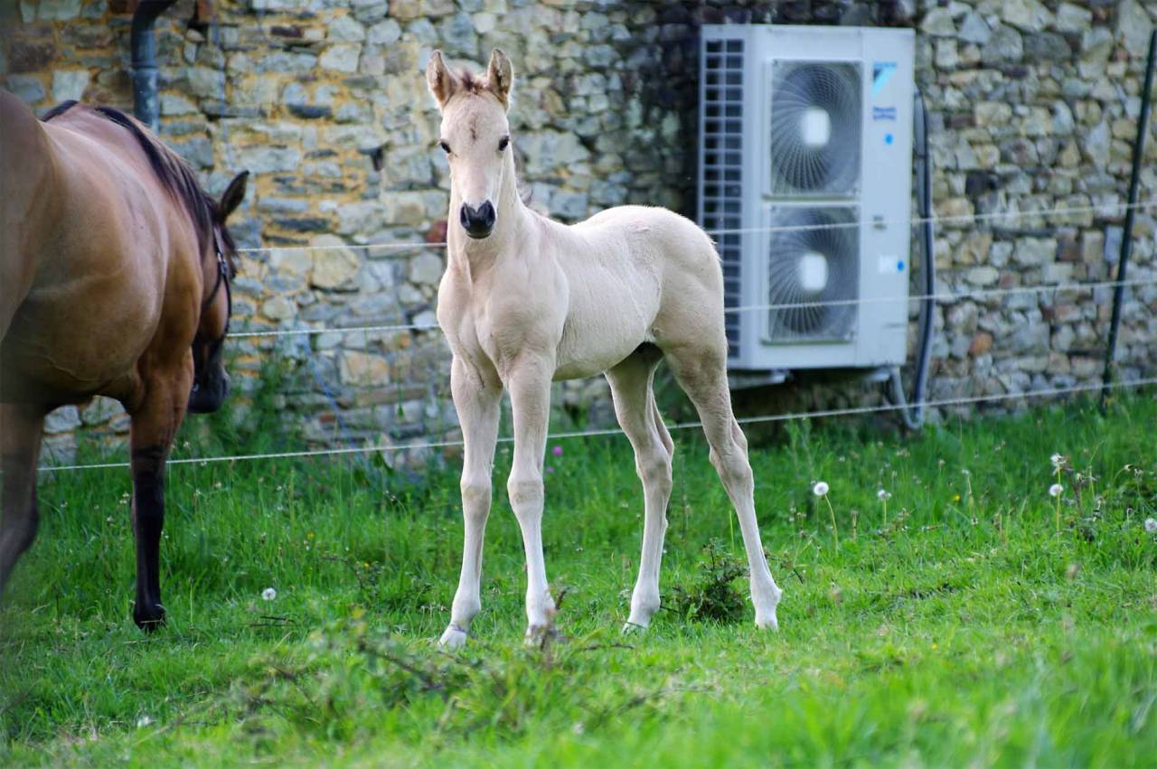 ICE DREAM ONE  - Quarter Horse 2011 ,  MR TUFFEASY SMOKE