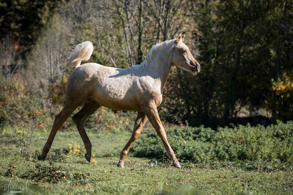 ICE DREAM ONE  - Quarter Horse 2011 ,  MR TUFFEASY SMOKE