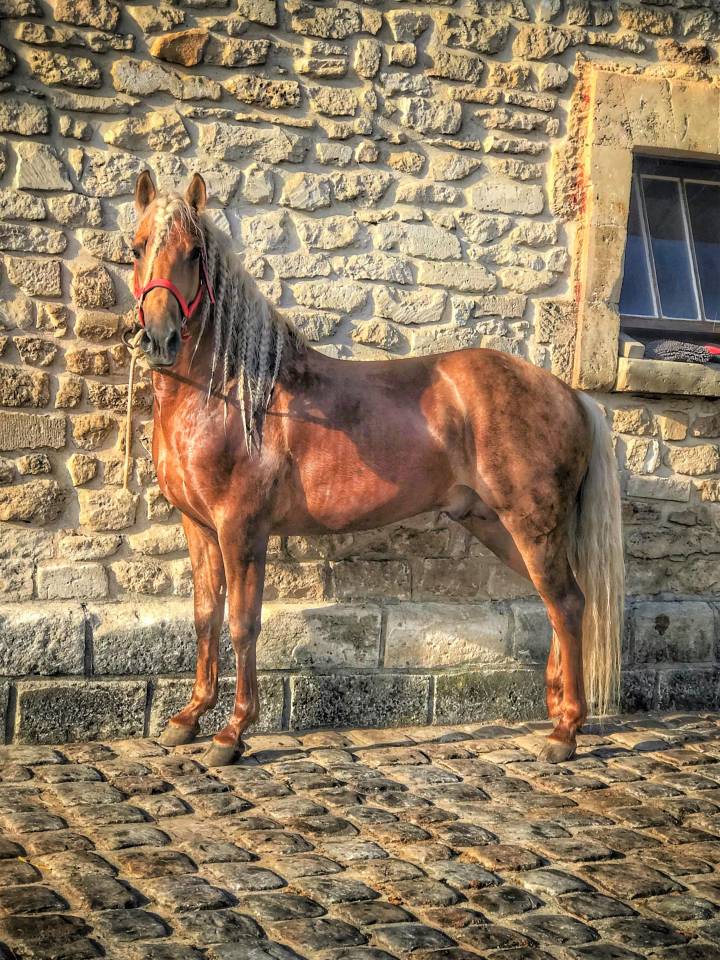 ICE DREAM ONE  - Quarter Horse 2011 ,  MR TUFFEASY SMOKE