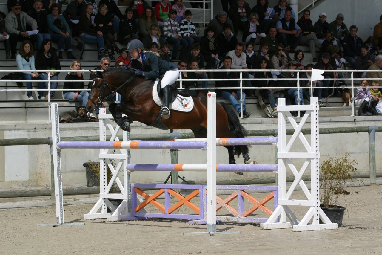 Niloway de l'Arbalou  - New Forest 2001 ,  Willoway Montmain Goldcharm