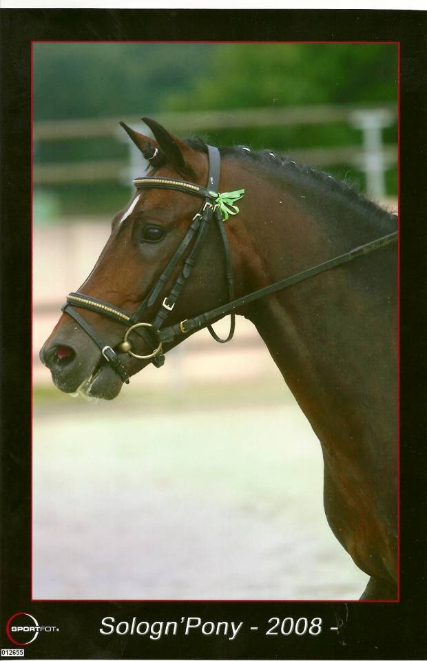 Niloway de l'Arbalou  - New Forest 2001 ,  Willoway Montmain Goldcharm