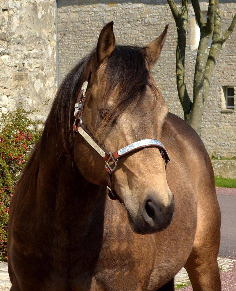 WIMPYS OKIE PINE - Quarter Horse 2007 ,  Wimpys little Step