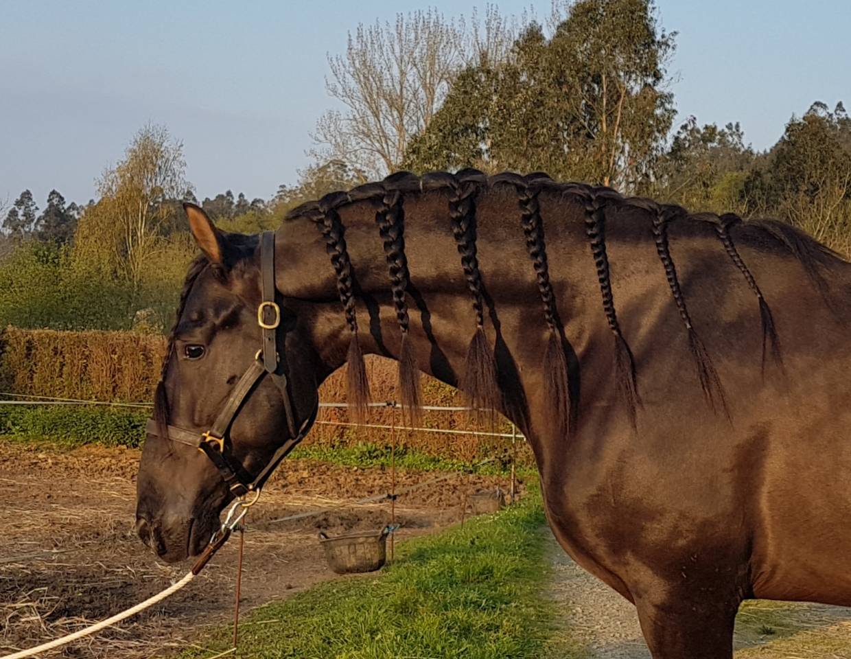 CV AMARANTTO  - PRE Andaluso 2016 ,  Cornetín