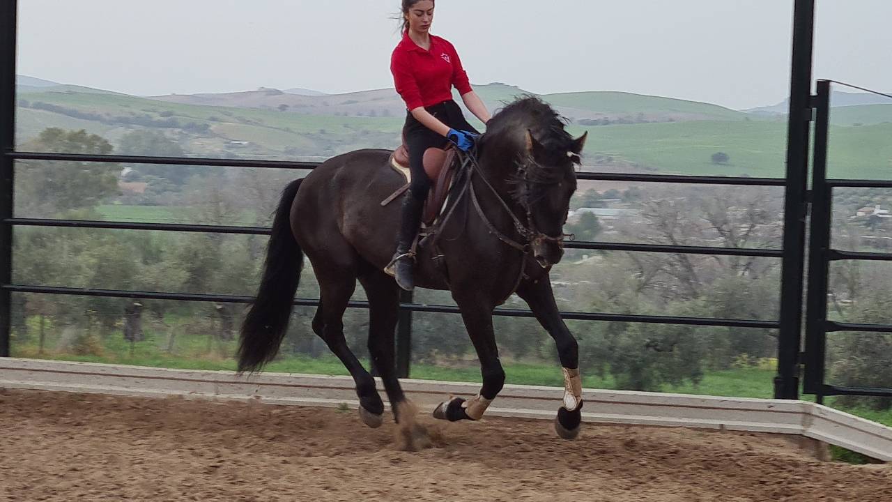 CV AMARANTTO  - PRE Andaluso 2016 ,  Cornetín