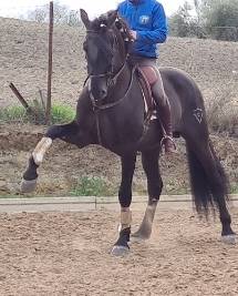 CV AMARANTTO  - PRE Andaluso 2016 ,  Cornetín