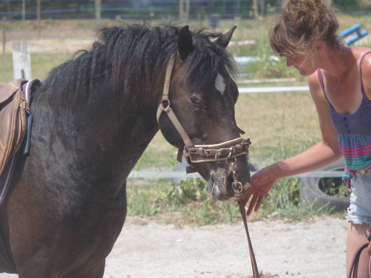Stallone Curly In vendita 2011 Appaloosa