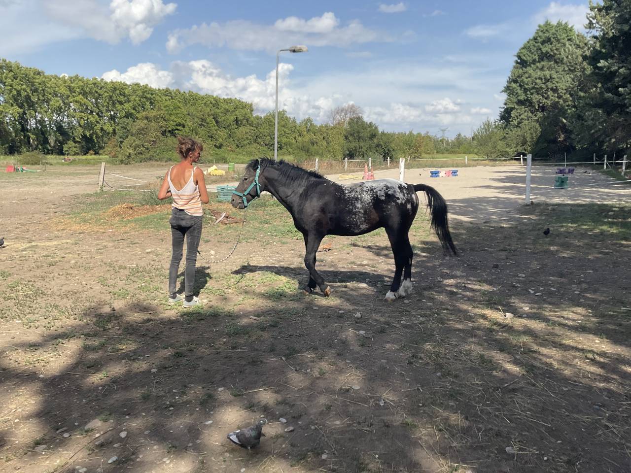 Stallone Curly In vendita 2011 Appaloosa