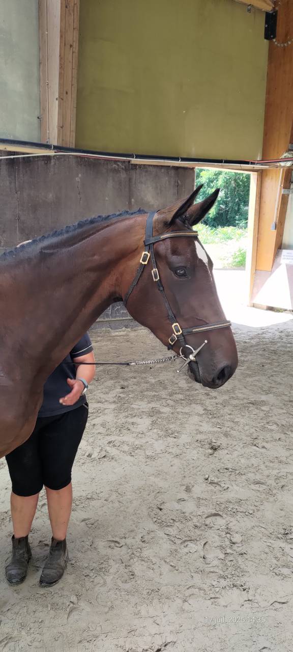 Cavalla Sella Francese In vendita 2022 Baio ,  Andiamo semilly