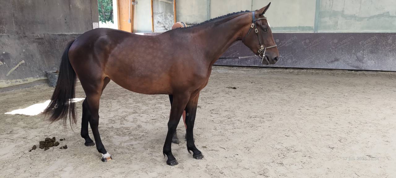 Cavalla Sella Francese In vendita 2022 Baio ,  Andiamo semilly