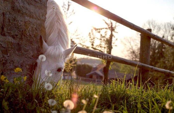 Proprietà equestre In vendita Gard