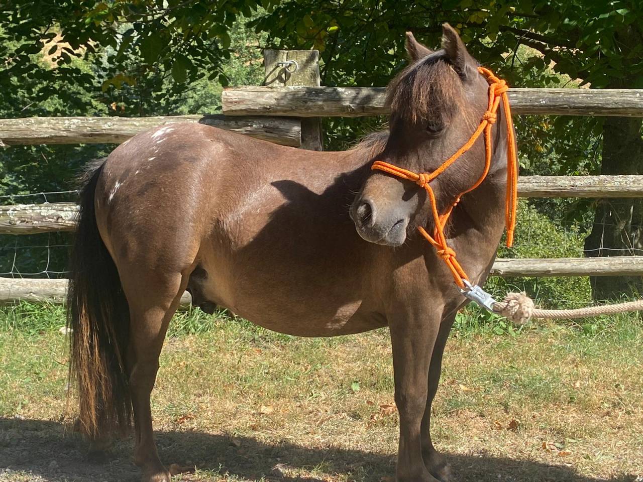 Puledro Origine non conosciuta  In vendita 2022 Appaloosa