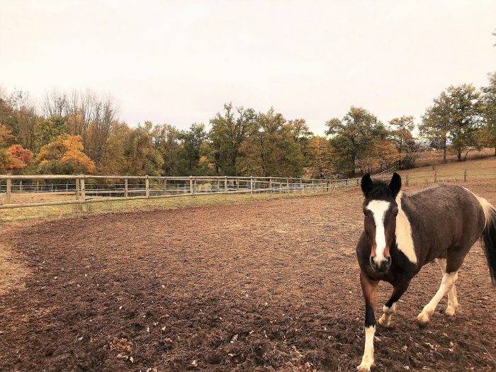 Centro ippico In vendita Allier