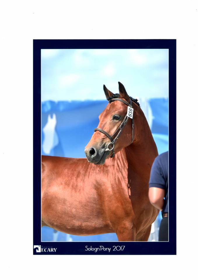 LEAO - New Forest 2014 ,  Ashdene Cock ROBIN (GBR)