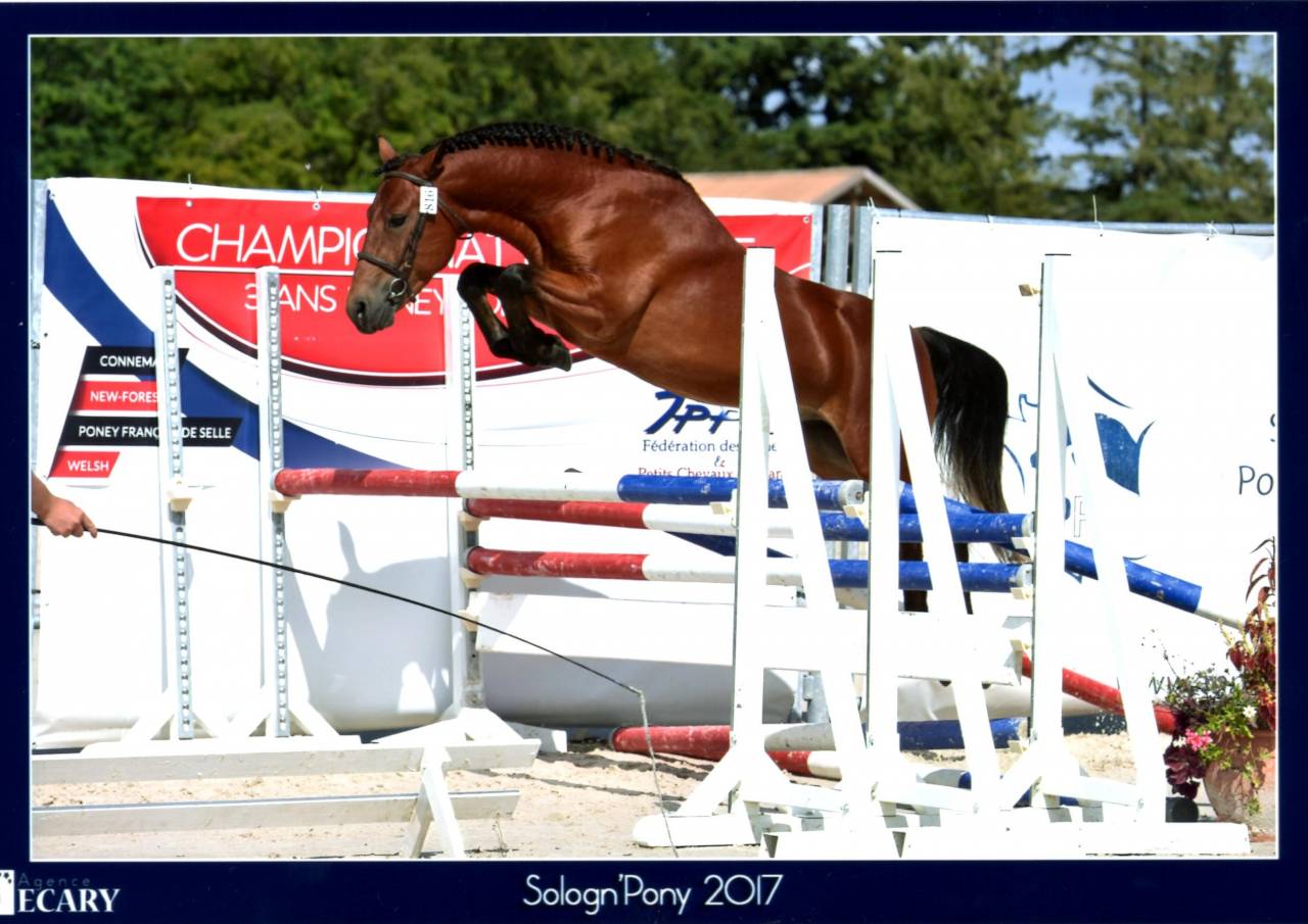 LEAO - New Forest 2014 ,  Ashdene Cock ROBIN (GBR)