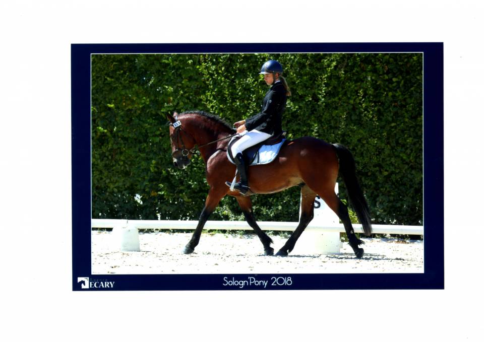 LEAO - New Forest 2014 ,  Ashdene Cock ROBIN (GBR)