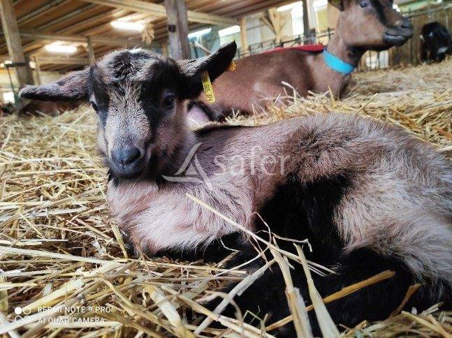 Azienda agricola In vendita Sarthe