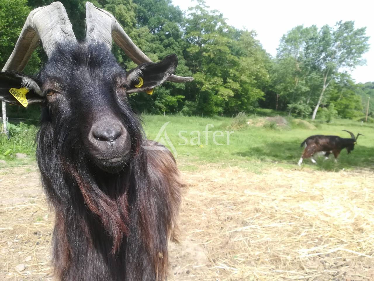 Azienda agricola In vendita Sarthe