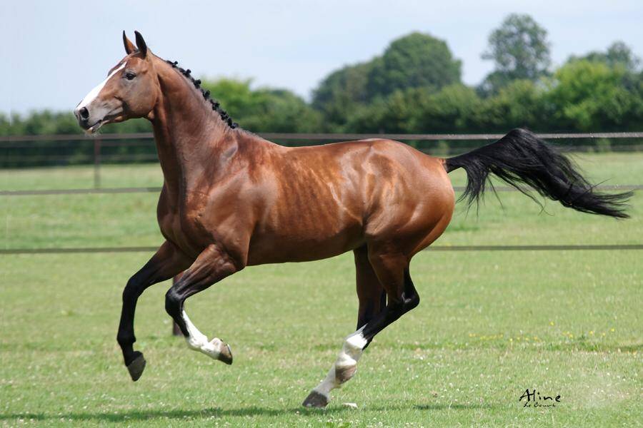 Uncognito bois margot  - Sella Francese 2008 ,  l'arc de triomphe