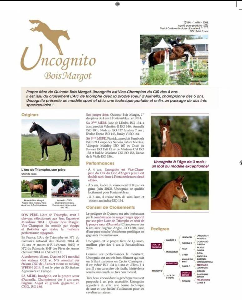 Uncognito bois margot  - Sella Francese 2008 ,  l'arc de triomphe