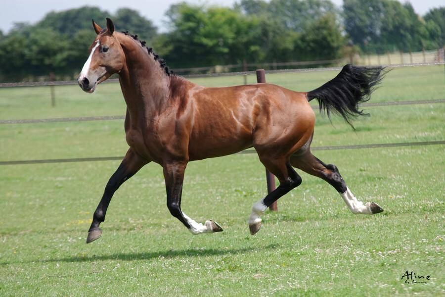 Uncognito bois margot  - Sella Francese 2008 ,  l'arc de triomphe