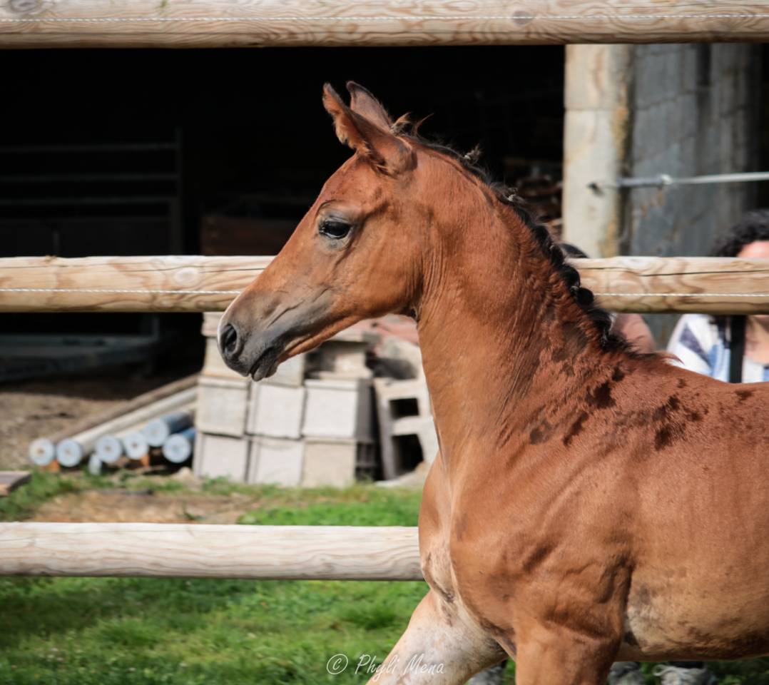 Uncognito bois margot  - Sella Francese 2008 ,  l'arc de triomphe