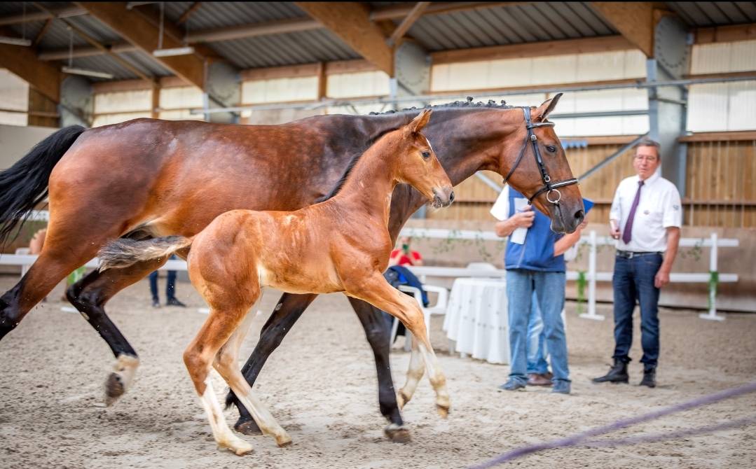 Uncognito bois margot  - Sella Francese 2008 ,  l'arc de triomphe