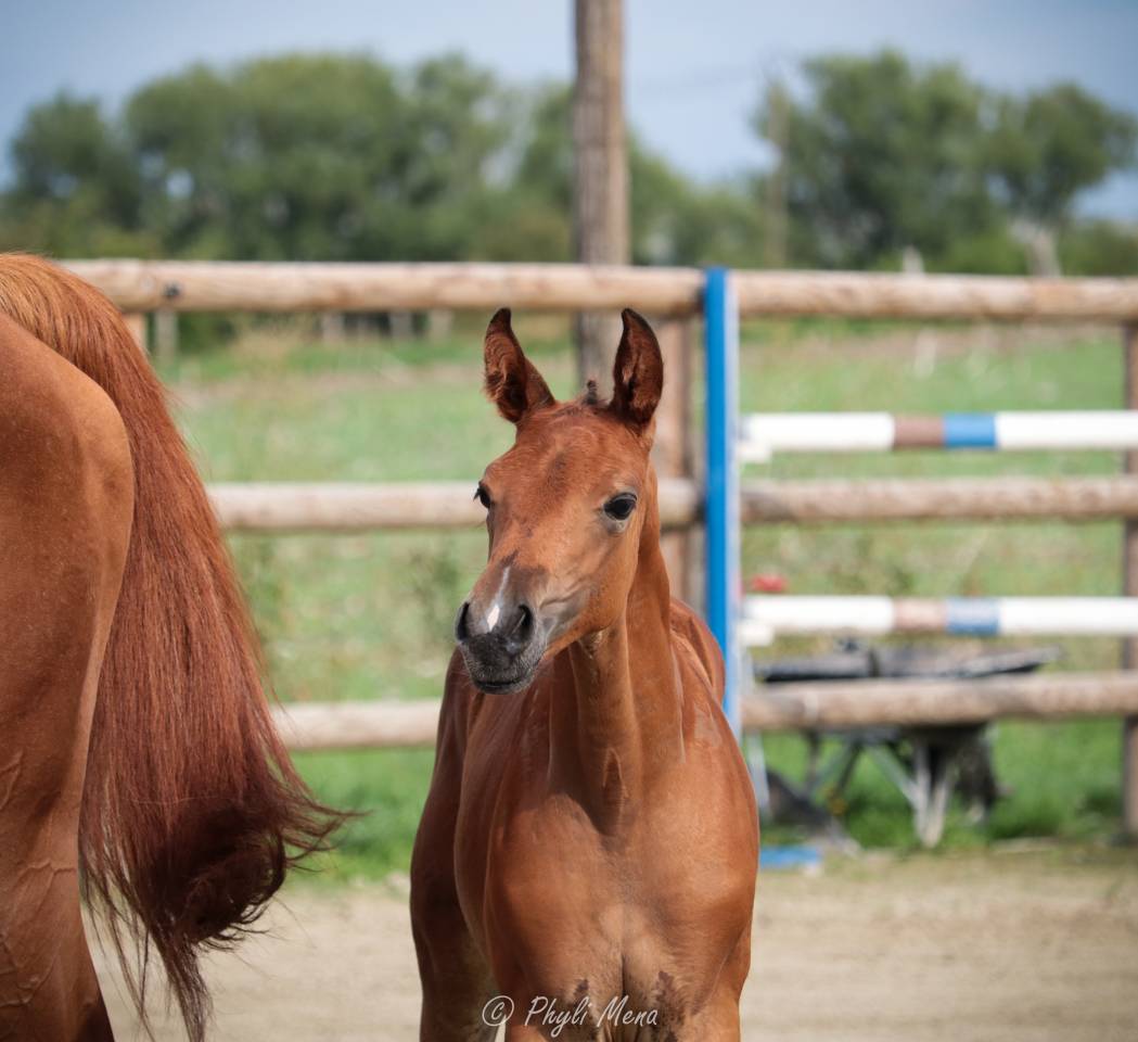 Uncognito bois margot  - Sella Francese 2008 ,  l'arc de triomphe