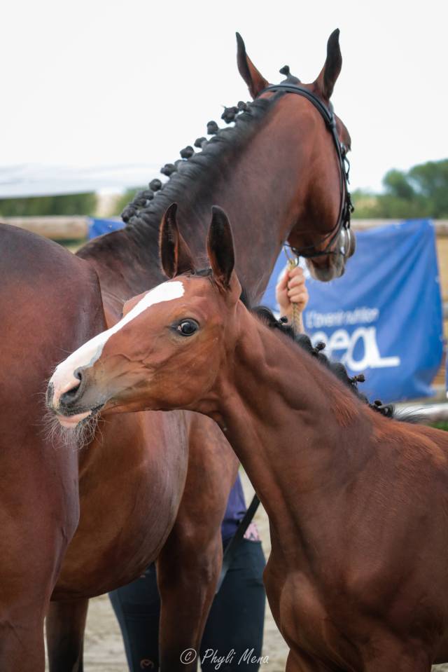 Uncognito bois margot  - Sella Francese 2008 ,  l'arc de triomphe