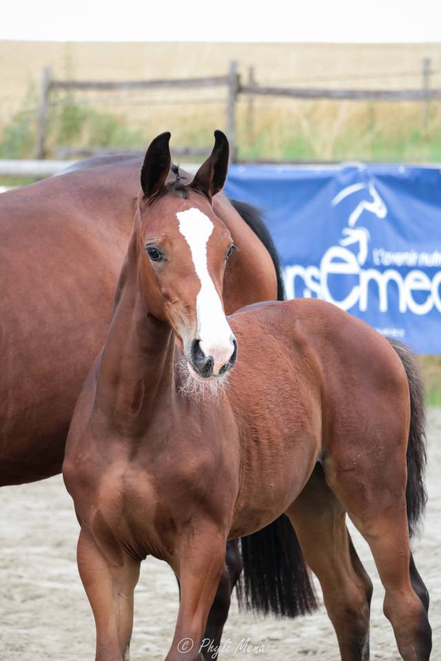 Uncognito bois margot  - Sella Francese 2008 ,  l'arc de triomphe