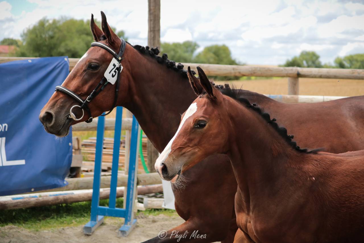 Uncognito bois margot  - Sella Francese 2008 ,  l'arc de triomphe