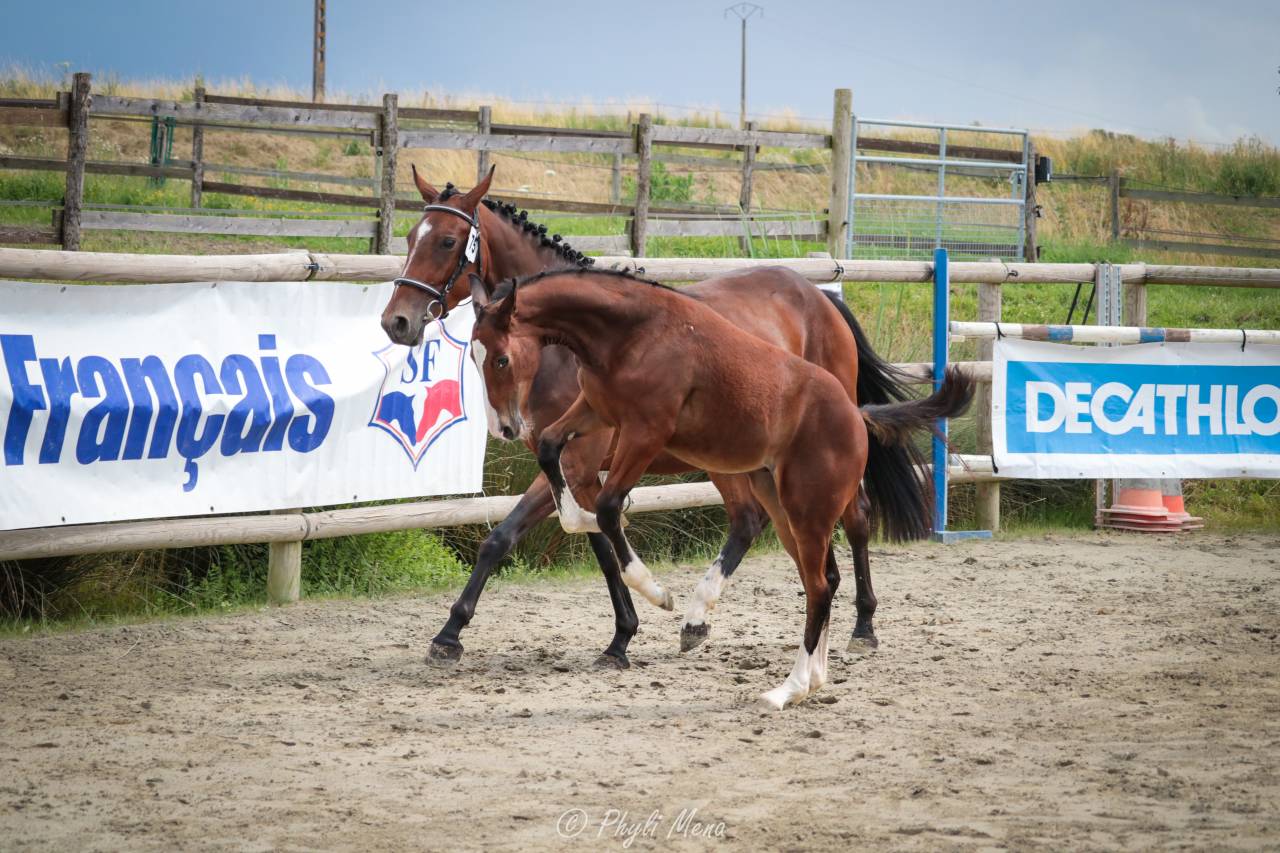 Uncognito bois margot  - Sella Francese 2008 ,  l'arc de triomphe