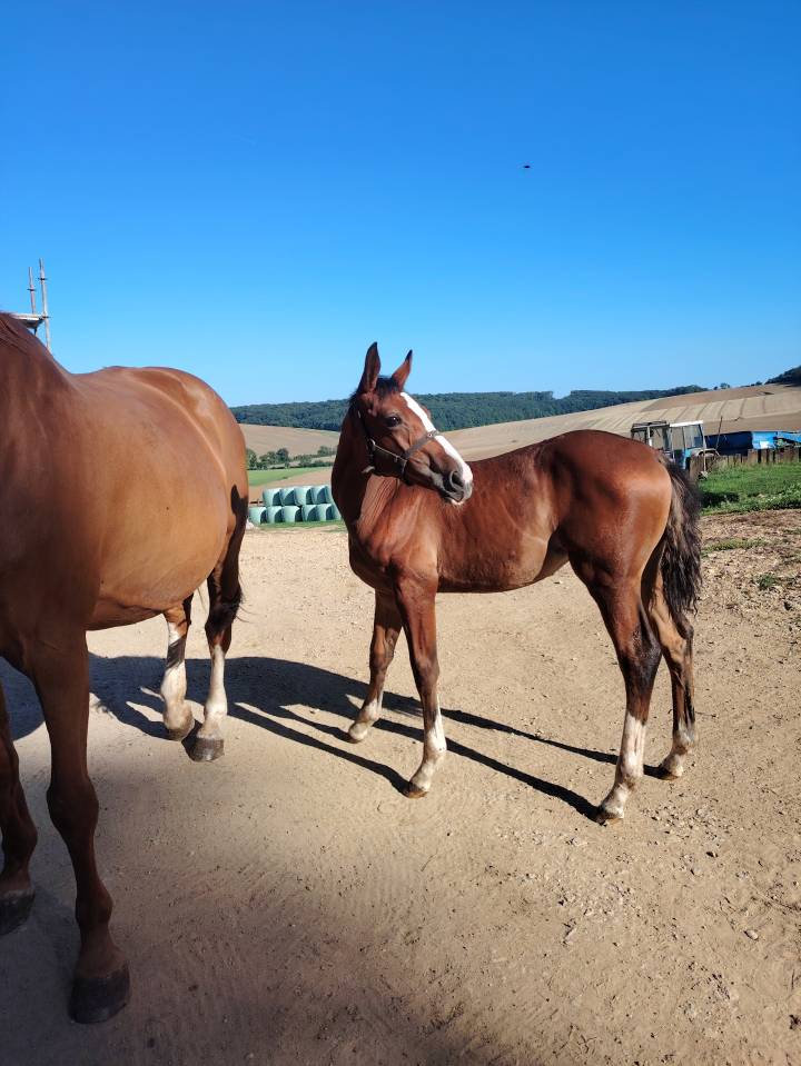 Uncognito bois margot  - Sella Francese 2008 ,  l'arc de triomphe