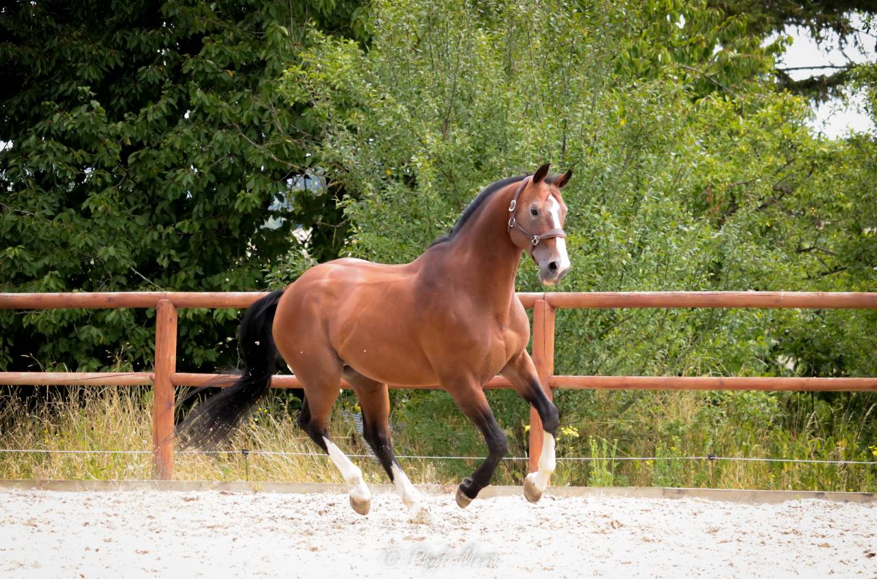 Uncognito bois margot  - Sella Francese 2008 ,  l'arc de triomphe