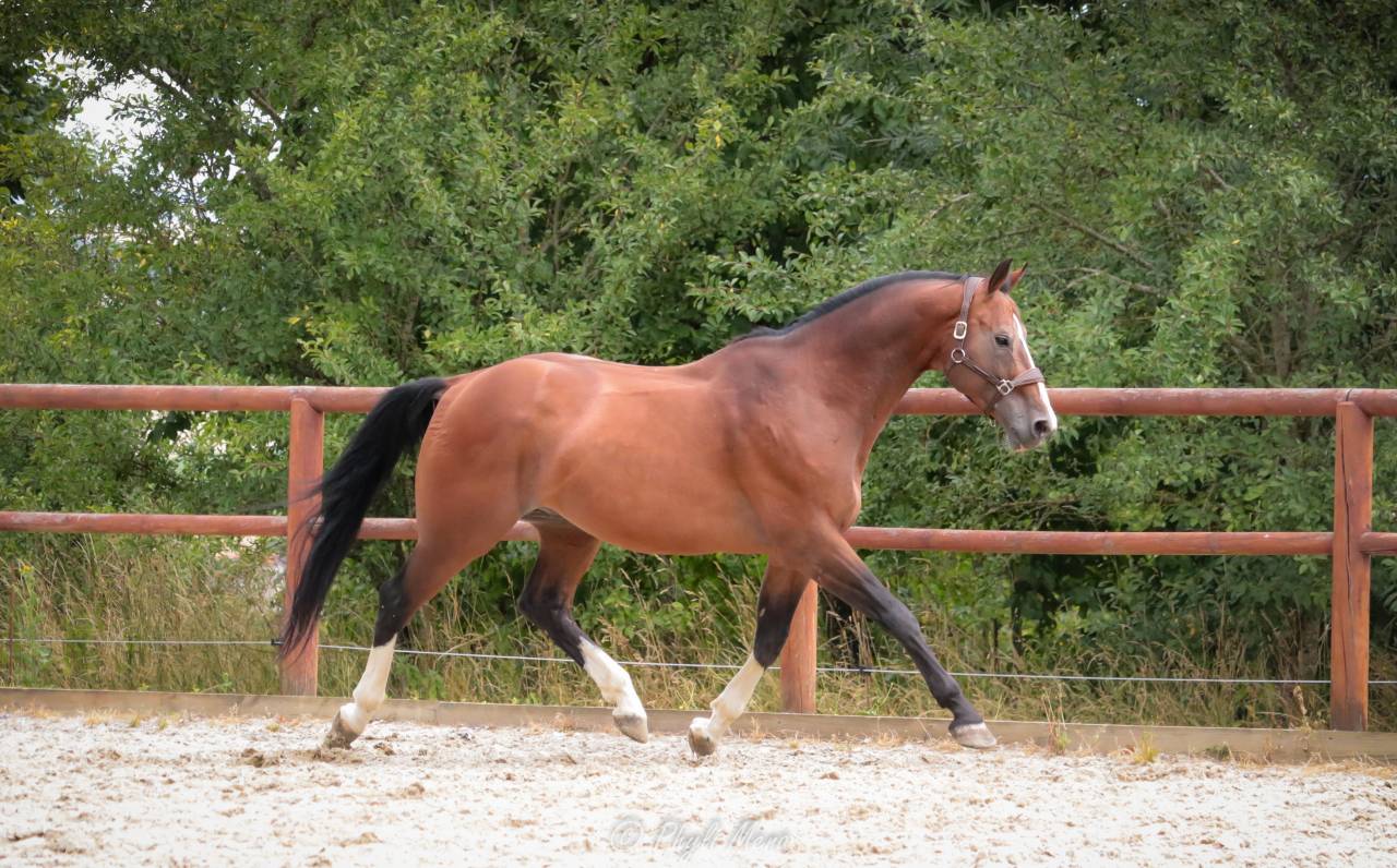 Uncognito bois margot  - Sella Francese 2008 ,  l'arc de triomphe