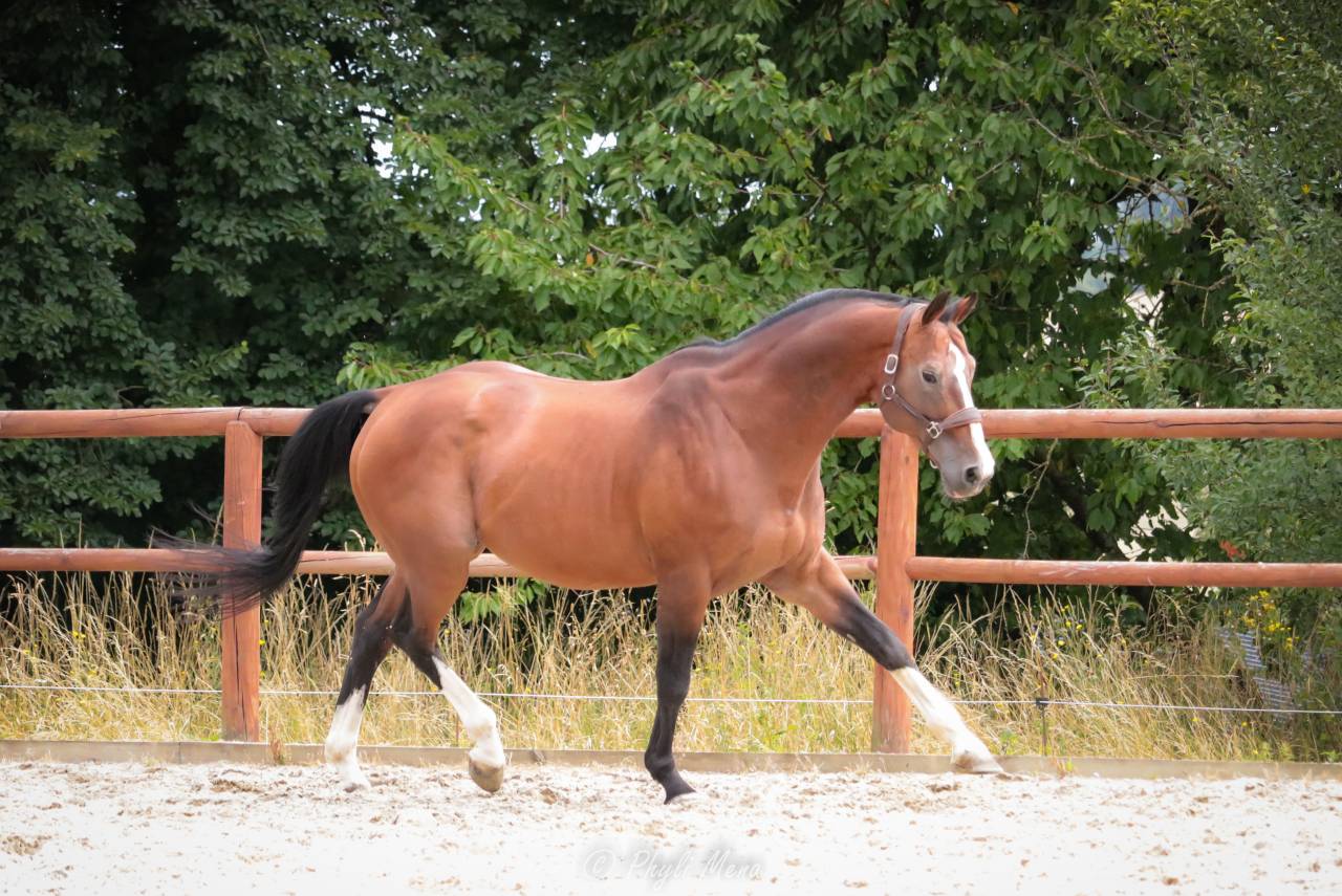Uncognito bois margot  - Sella Francese 2008 ,  l'arc de triomphe
