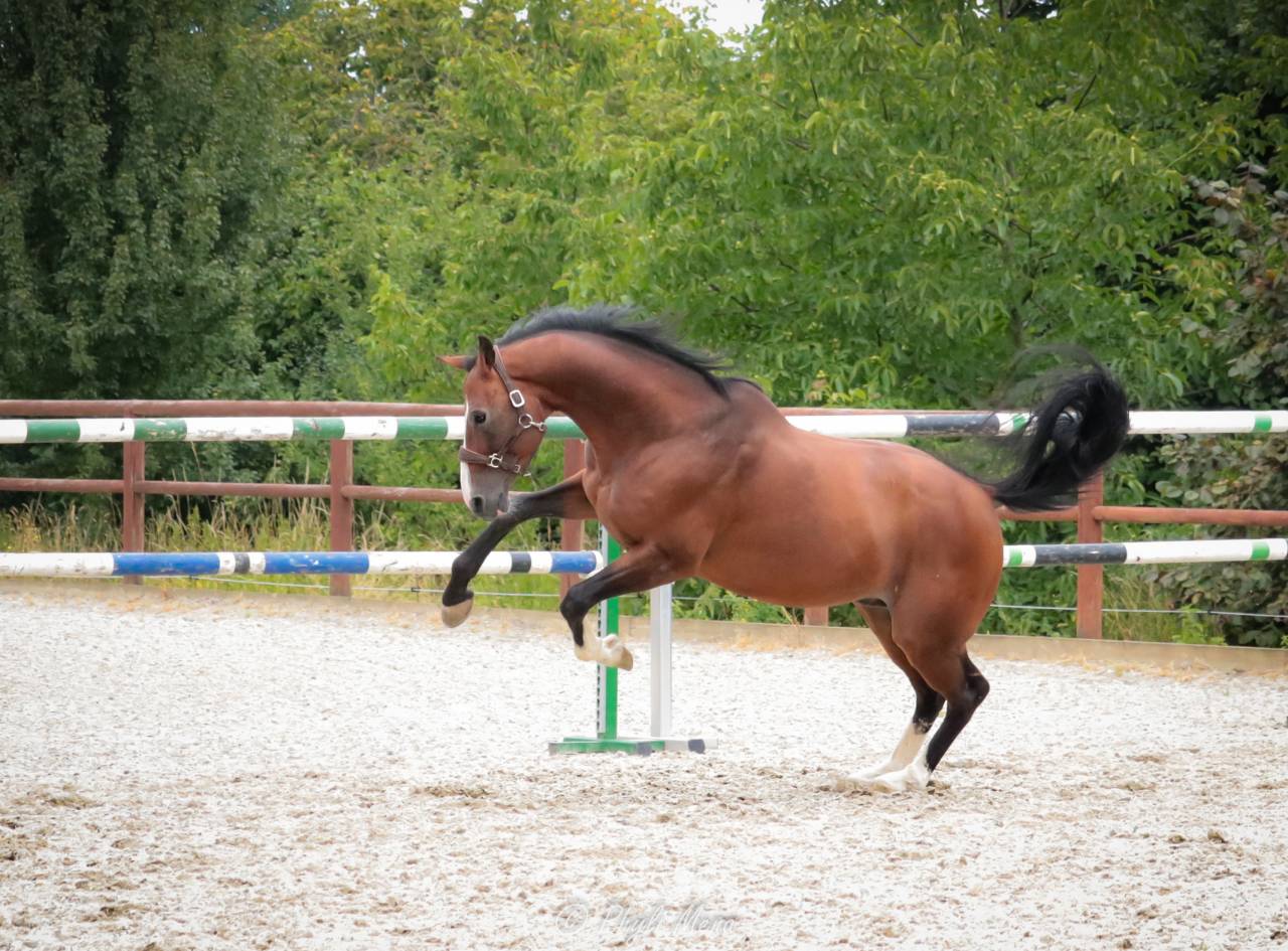 Uncognito bois margot  - Sella Francese 2008 ,  l'arc de triomphe