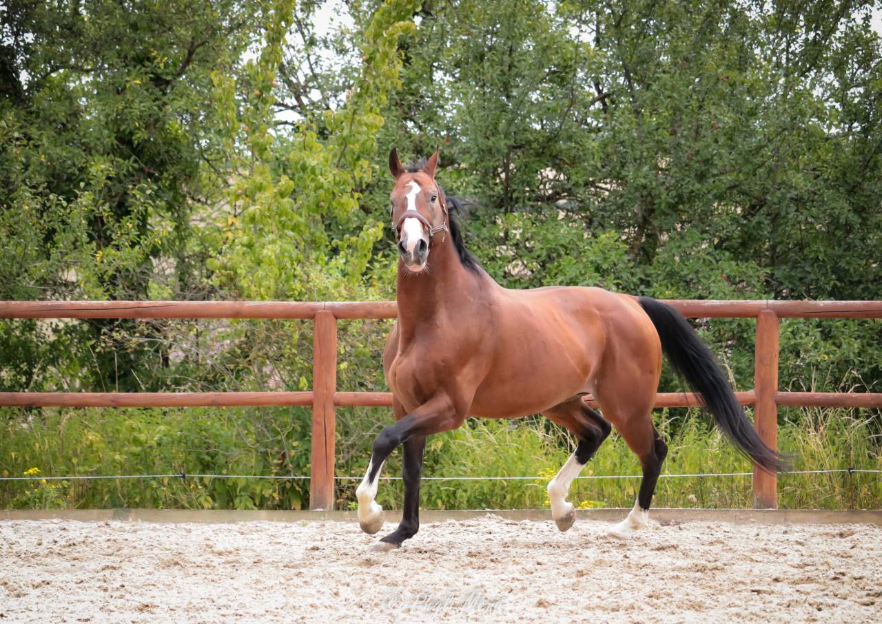 Uncognito bois margot  - Sella Francese 2008 ,  l'arc de triomphe