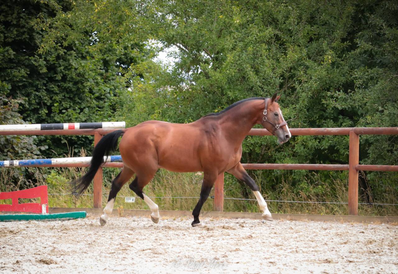 Uncognito bois margot  - Sella Francese 2008 ,  l'arc de triomphe