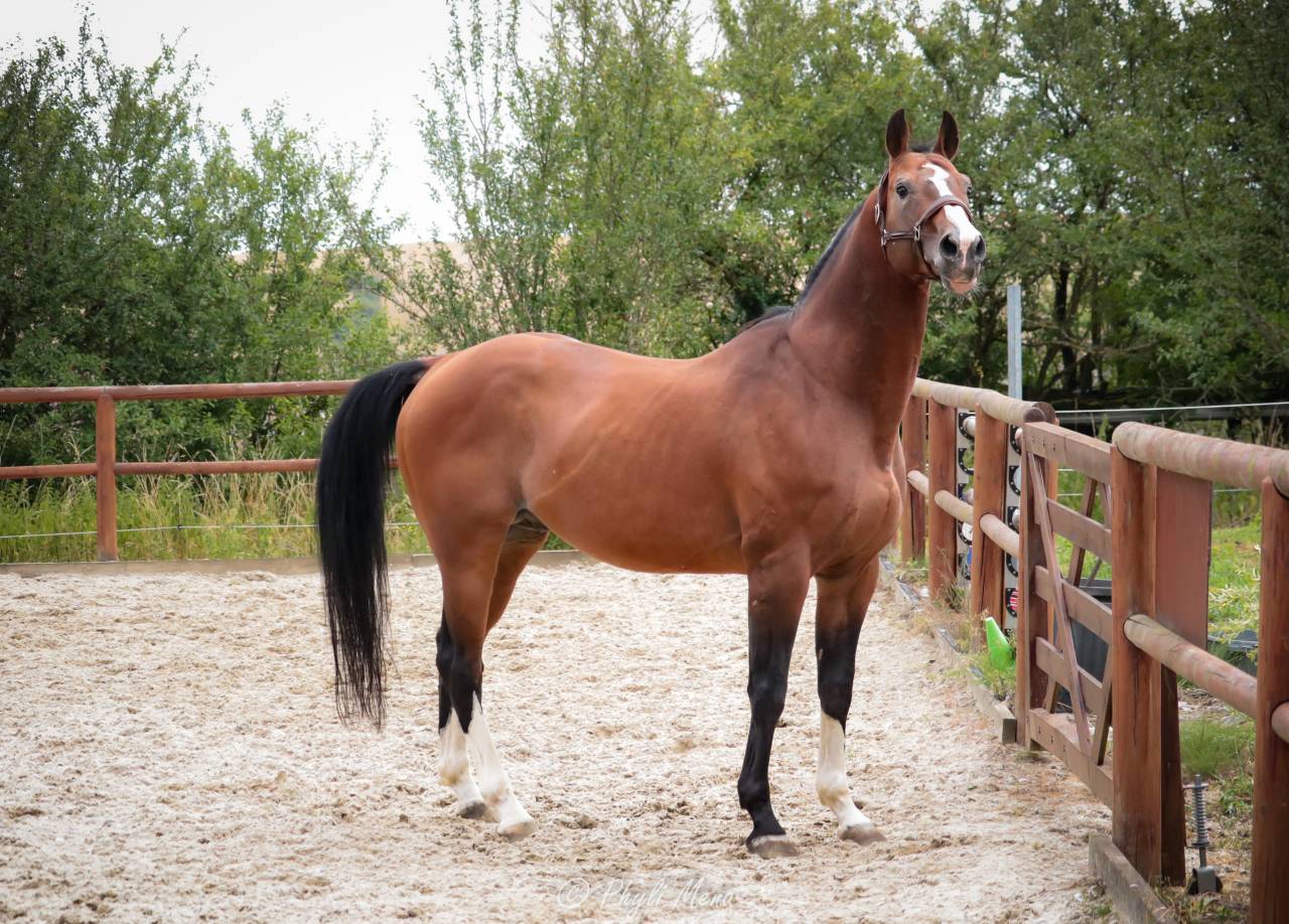 Uncognito bois margot  - Sella Francese 2008 ,  l'arc de triomphe