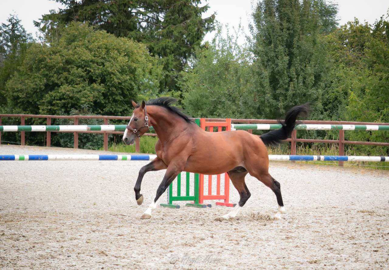 Uncognito bois margot  - Sella Francese 2008 ,  l'arc de triomphe