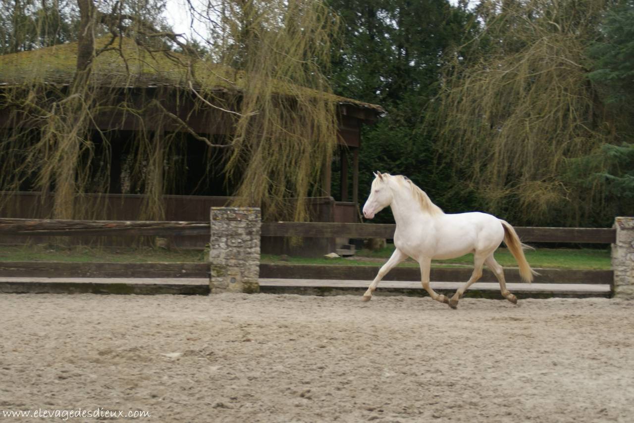 PRESIDENTE DE JARAMA Crème 1 M70 - PRE Andaluso 2016 ,  SERRANO UNO