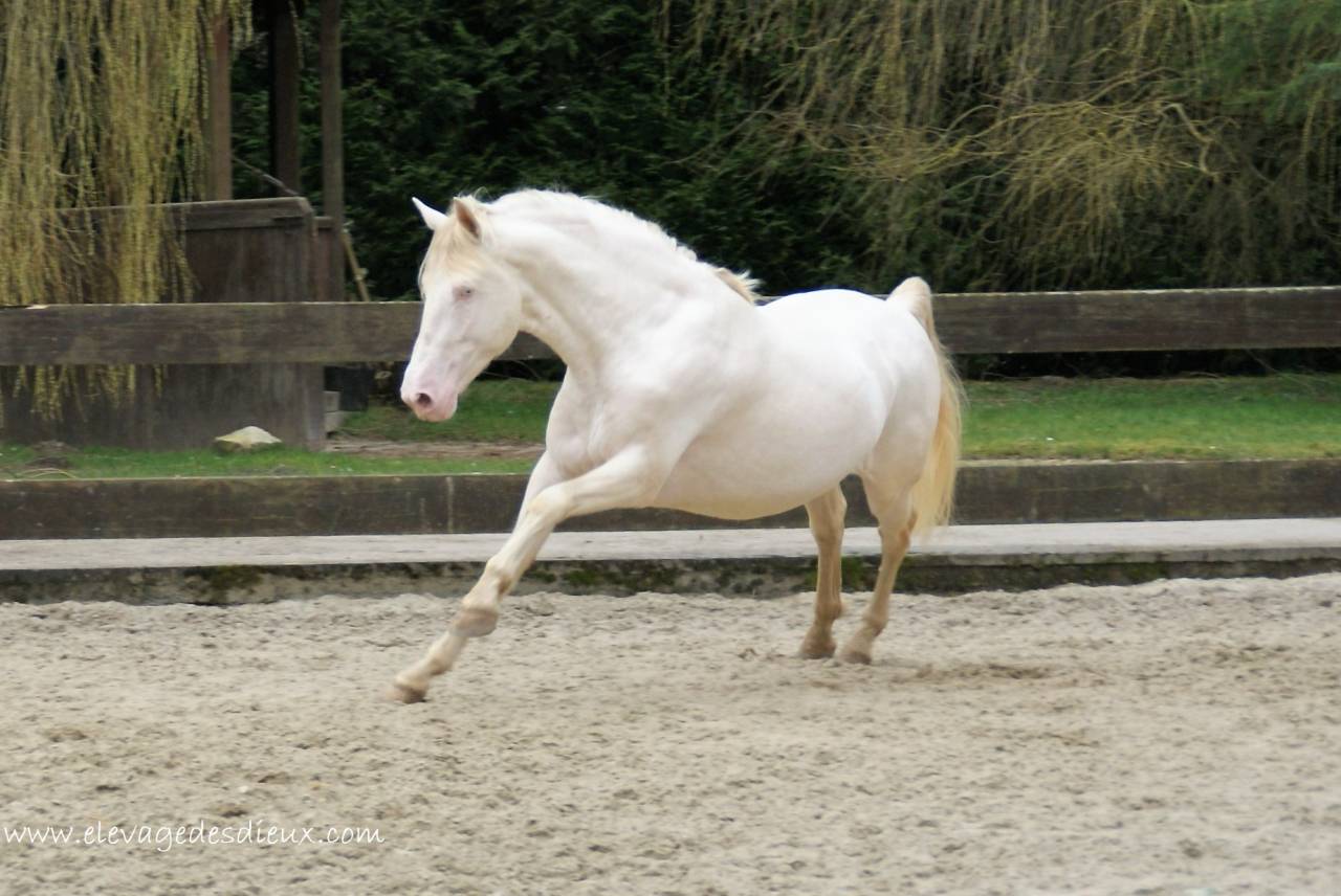 PRESIDENTE DE JARAMA Crème 1 M70 - PRE Andaluso 2016 ,  SERRANO UNO