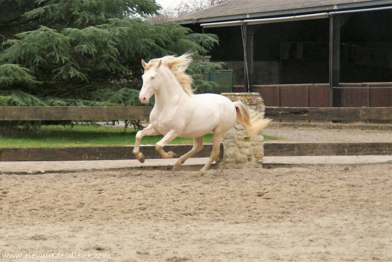 PRESIDENTE DE JARAMA Crème 1 M70 - PRE Andaluso 2016 ,  SERRANO UNO