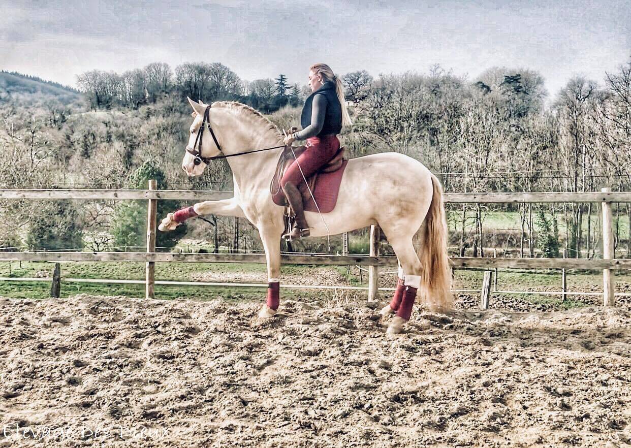 PRESIDENTE DE JARAMA Crème 1 M70 - PRE Andaluso 2016 ,  SERRANO UNO