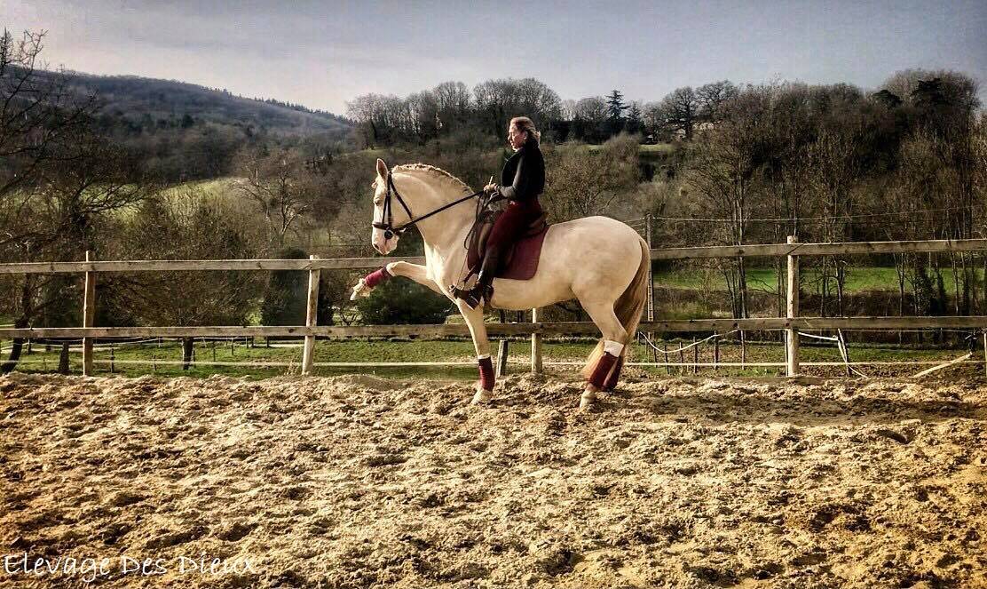 PRESIDENTE DE JARAMA Crème 1 M70 - PRE Andaluso 2016 ,  SERRANO UNO