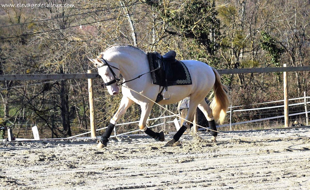 PRESIDENTE DE JARAMA Crème 1 M70 - PRE Andaluso 2016 ,  SERRANO UNO