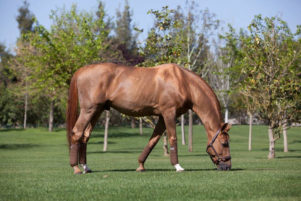 Baloubet du Rouet - Sella Francese 1989 ,  GALOUBET A