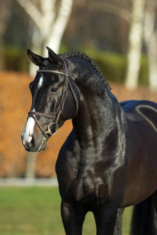 Chubakko - Holsteiner 2013 ,  connor